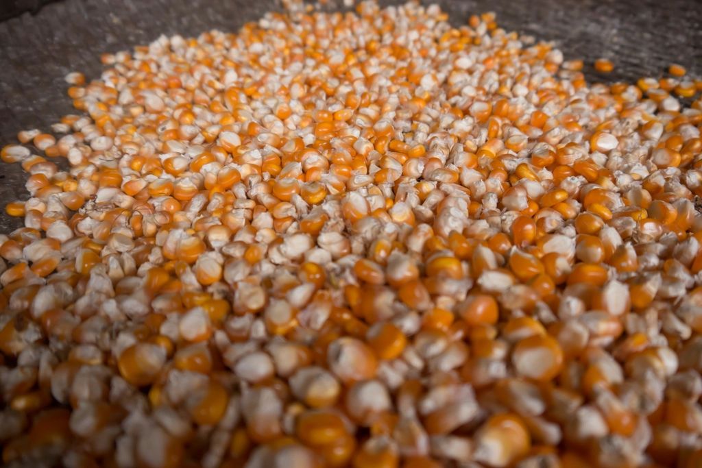 Yellow maize kernels